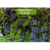 Комплект 5шт  / Голубика ТОРО
